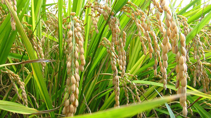 Salud / El arroz y su impacto en la alimentación global