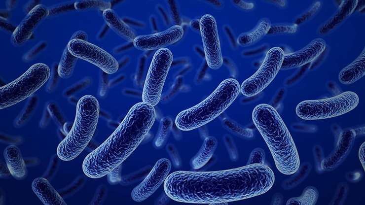 Las bacterias “buenas” para la digestión, el ánimo y la salud mental