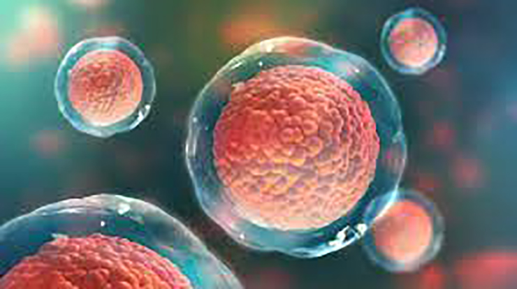 Células madre y la investigación científica