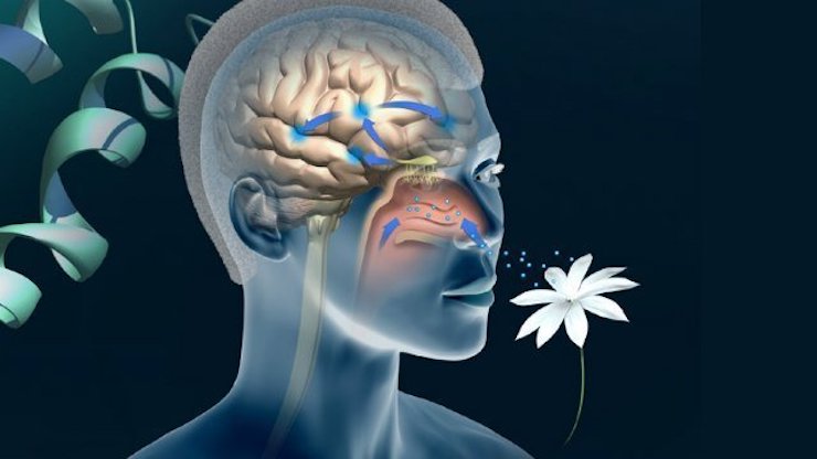 Acerca de las neuronas olfativas