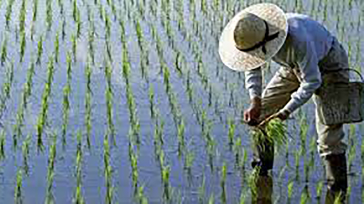 El arroz frente al hambre global